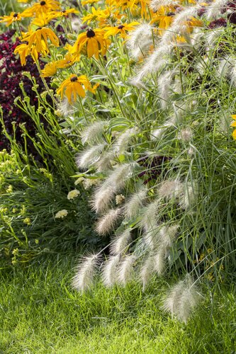Pennisetum alop. 'Hameln' - afbeelding 3