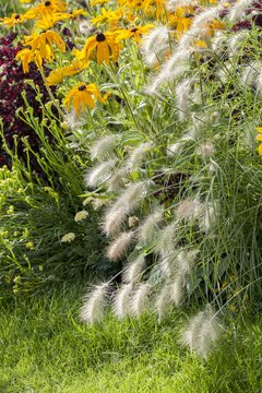 Pennisetum alop. 'Hameln' - afbeelding 3