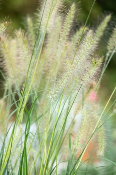 Pennisetum alop. 'Hameln' - afbeelding 4