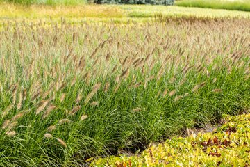 Pennisetum alop. 'Hameln' - afbeelding 2