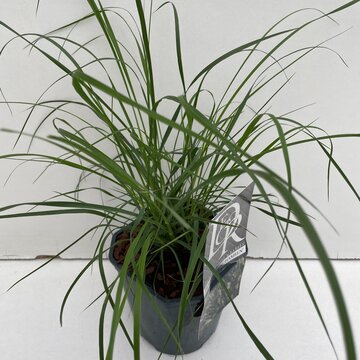 Pennisetum alop. 'Hameln' - afbeelding 1