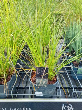 Pennisetum alop. 'Hameln' - afbeelding 5