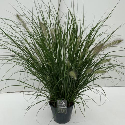 Pennisetum alop. 'Hameln' - afbeelding 7