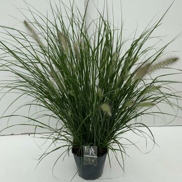 Pennisetum alop. 'Hameln' - afbeelding 7