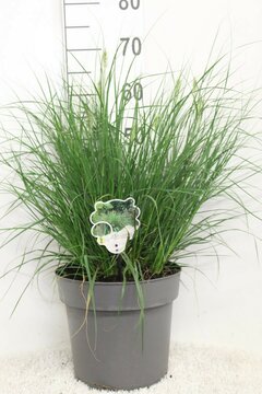 Pennisetum alop. 'Hameln' - afbeelding 6
