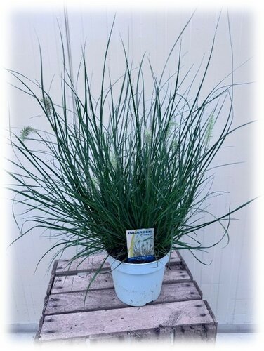 Pennisetum alopecuroides Little Hameln - afbeelding 1
