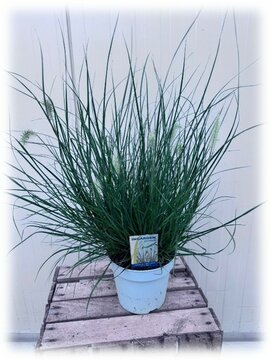 Pennisetum alopecuroides Little Hameln - afbeelding 1