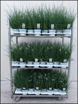 Pennisetum alopecuroides Little Hameln - afbeelding 2