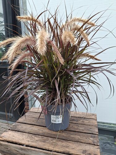Pennisetum Tiny Tails
