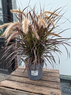 Pennisetum Tiny Tails