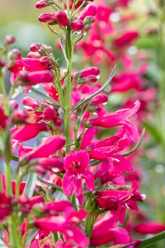 Penstemon Andenken an. F. Hahr.