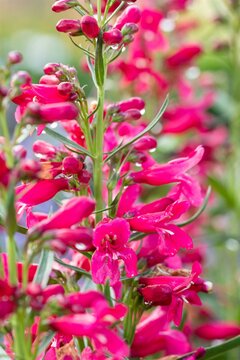 Penstemon Andenken an. F. Hahr.