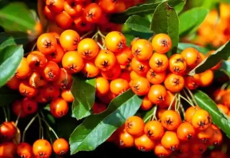 Pyracantha 'Orange Glow'