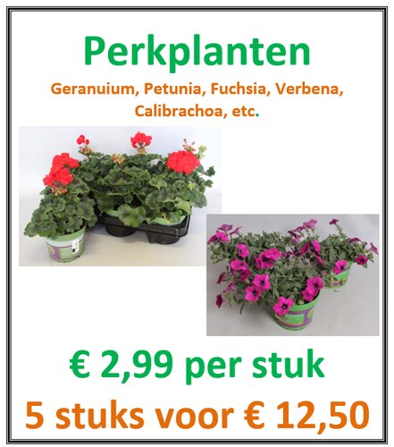 Perkplanten