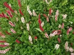 Persicaria aff. 'Darjeeling Red'