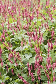 Persicaria amplexicaulis