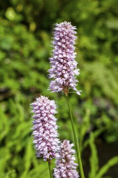 Persicaria bistorta