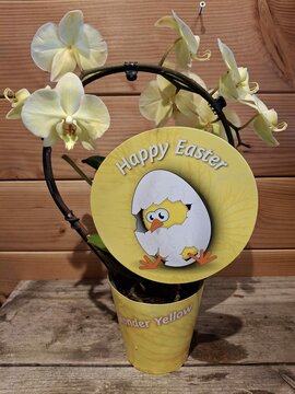 Phalaenopsis (Orchidee) Geel - afbeelding 1