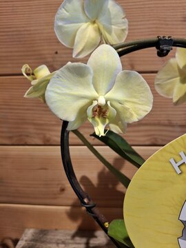 Phalaenopsis (Orchidee) Geel - afbeelding 2