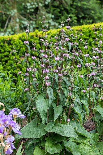Phlomis tuberosa - afbeelding 2