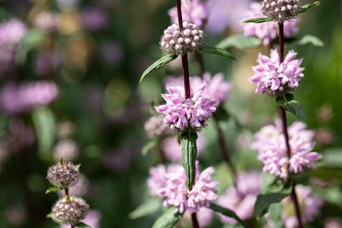 Phlomis tuberosa - afbeelding 1