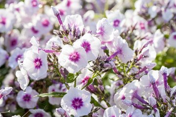 Phlox 'Bright Eyes'