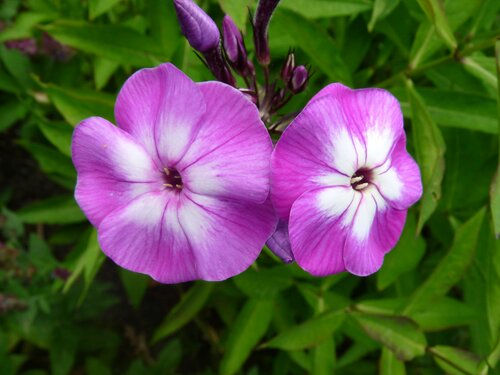 Phlox (P) 'Laura' - afbeelding 1
