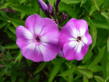 Phlox (P) 'Laura' - afbeelding 1