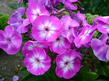 Phlox (P) 'Laura' - afbeelding 2