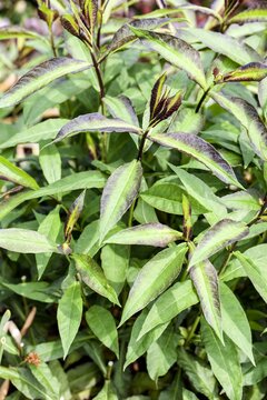 Phlox (P) 'Starfire' - afbeelding 2