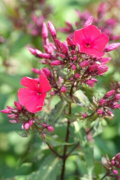 Phlox (P) 'Starfire' - afbeelding 1