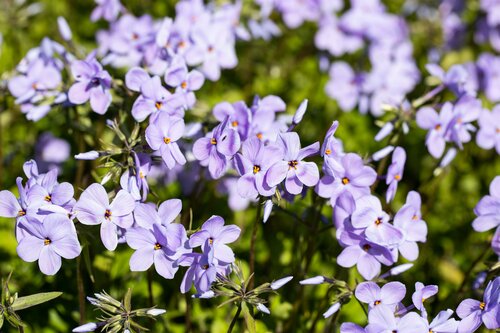 Phlox 'Spring Lavender' - afbeelding 2