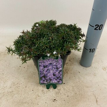 Phlox 'Spring Lavender' - afbeelding 1