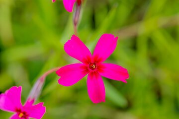 Phlox 'Spring Scarlet' - afbeelding 2