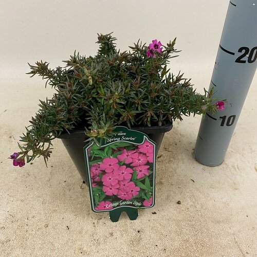 Phlox 'Spring Scarlet' - afbeelding 1