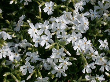 Phlox 'Spring White' - afbeelding 2