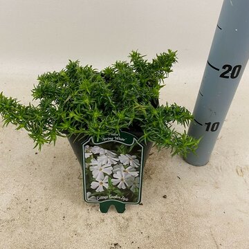 Phlox 'Spring White' - afbeelding 1