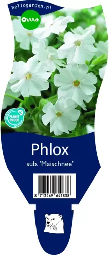Phlox sub. 'Maischnee