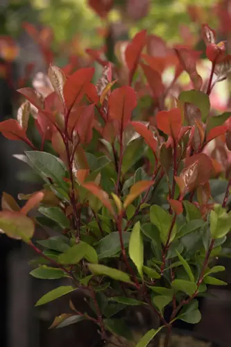 Photinia fr. 'Red Robin' Leivorm - afbeelding 3