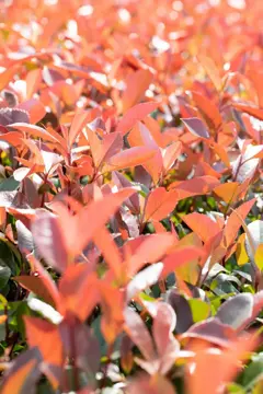 Photinia fr. 'Red Robin' Leivorm - afbeelding 2