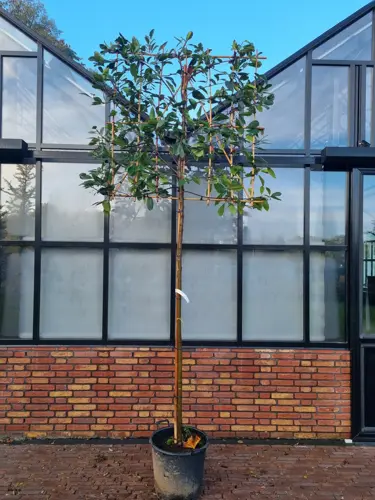 Photinia fr. 'Red Robin' Leivorm - afbeelding 1