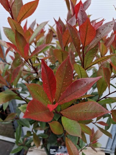 Photinia Fraseri 'Carre Rouge' - afbeelding 1