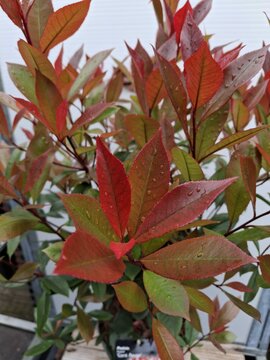 Photinia Fraseri 'Carre Rouge' - afbeelding 1