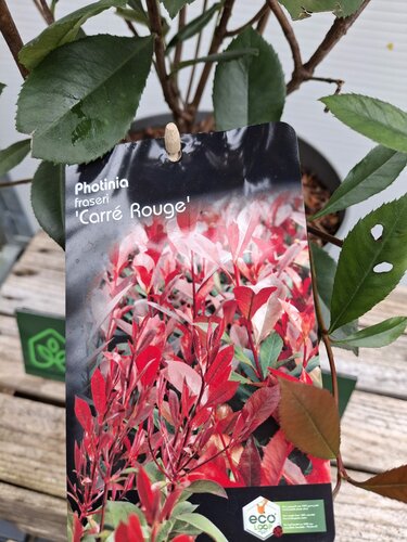 Photinia Fraseri 'Carre Rouge' - afbeelding 2