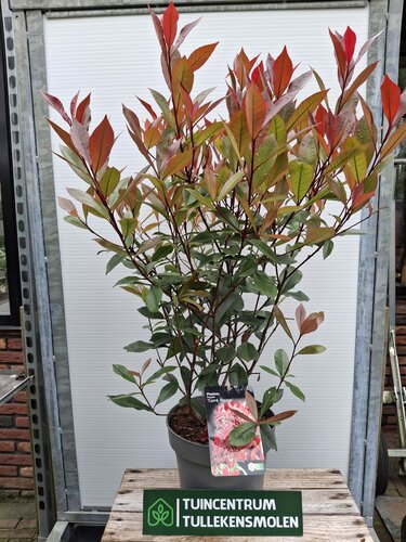 Photinia Fraseri 'Carre Rouge' - afbeelding 3