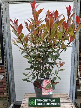 Photinia Fraseri 'Carre Rouge' - afbeelding 3