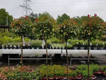 Photinia fraseri 'Red Robin' op stam