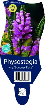 Physostegia virg. 'Bouquet Rose'