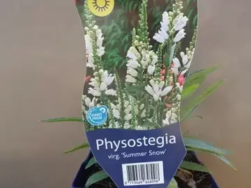 Physostegia virg. 'Summer Snow'