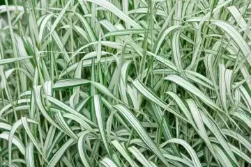 Molinia caerulea 'Variegata'